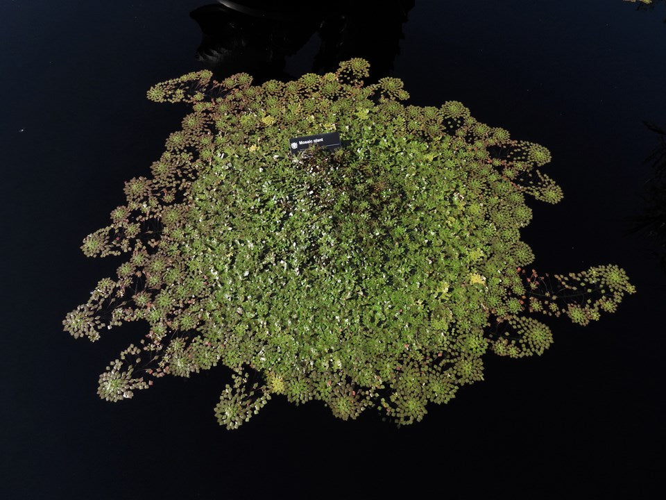 Ludwigia sedoides - Mosaic plant