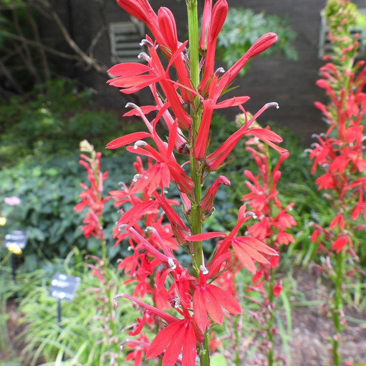 Lobelia Cardinalis - Red Cardinal Flower