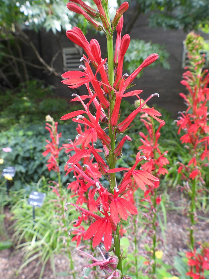 Lobelia Cardinalis - Red Cardinal Flower