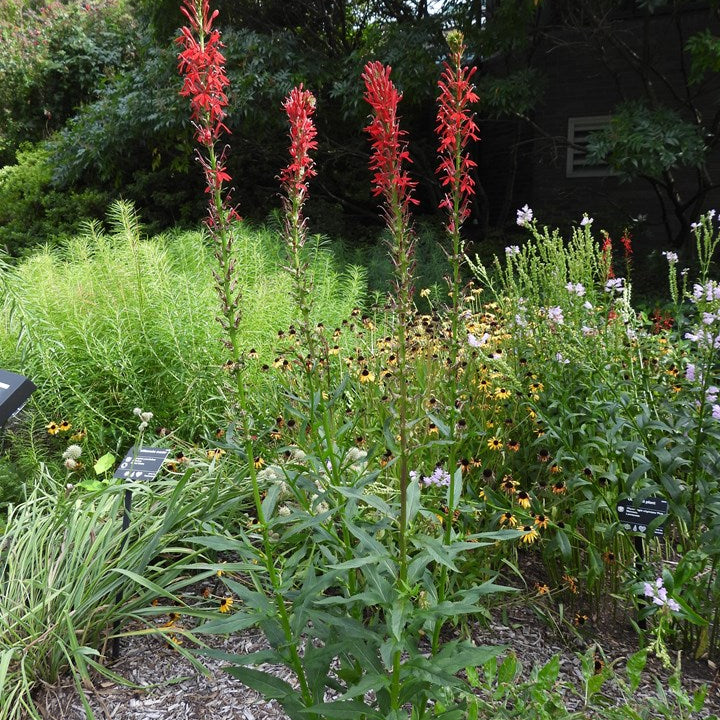 Lobelia Cardinalis - Red Cardinal Flower