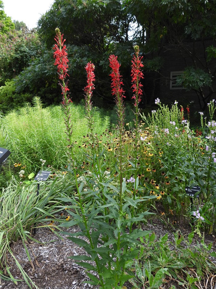 Lobelia Cardinalis - Red Cardinal Flower