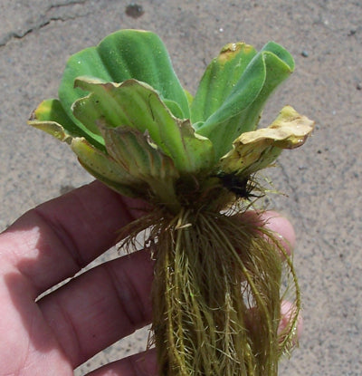 Water Lettuce Floating Pond Plant (Pistia Stratiotes)
