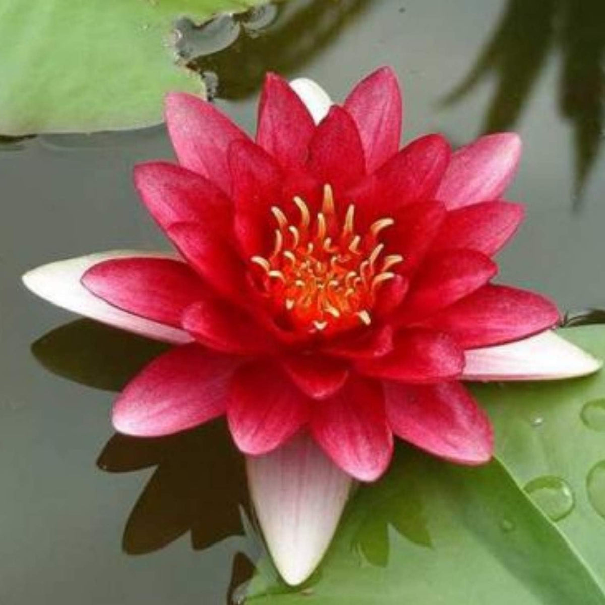 Stunning 'Attraction Red' Hardy Water Lily (Bare Root)
