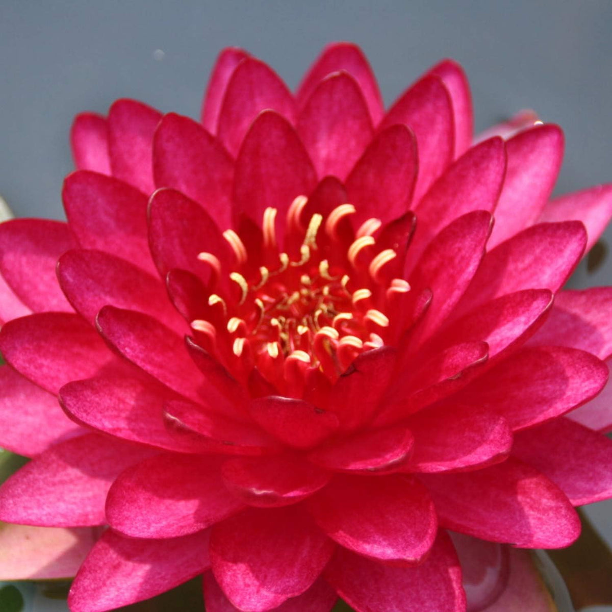 Stunning 'Attraction Red' Hardy Water Lily (Bare Root)