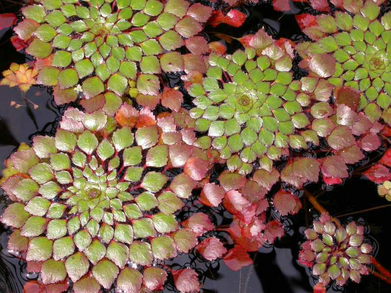 Ludwigia sedoides - Mosaic plant