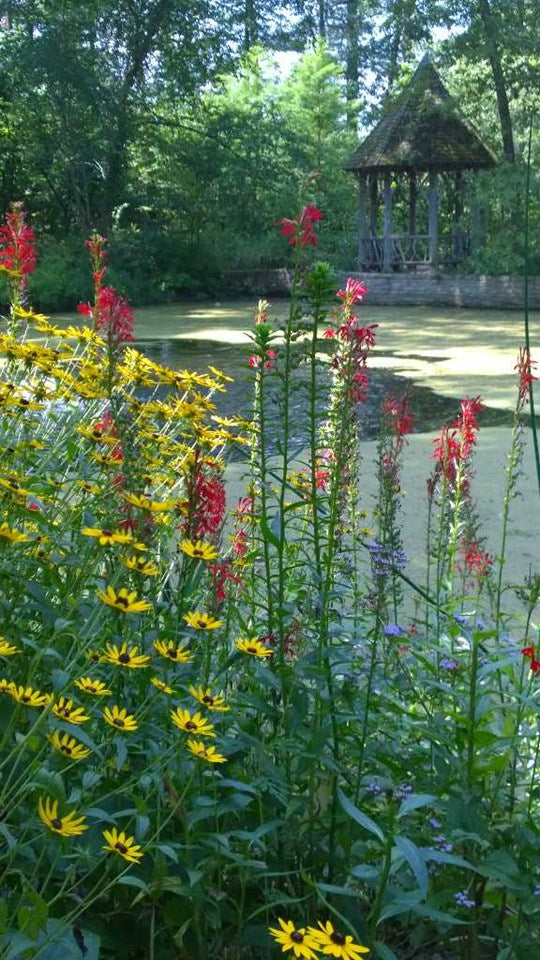 Lobelia Cardinalis - Red Cardinal Flower