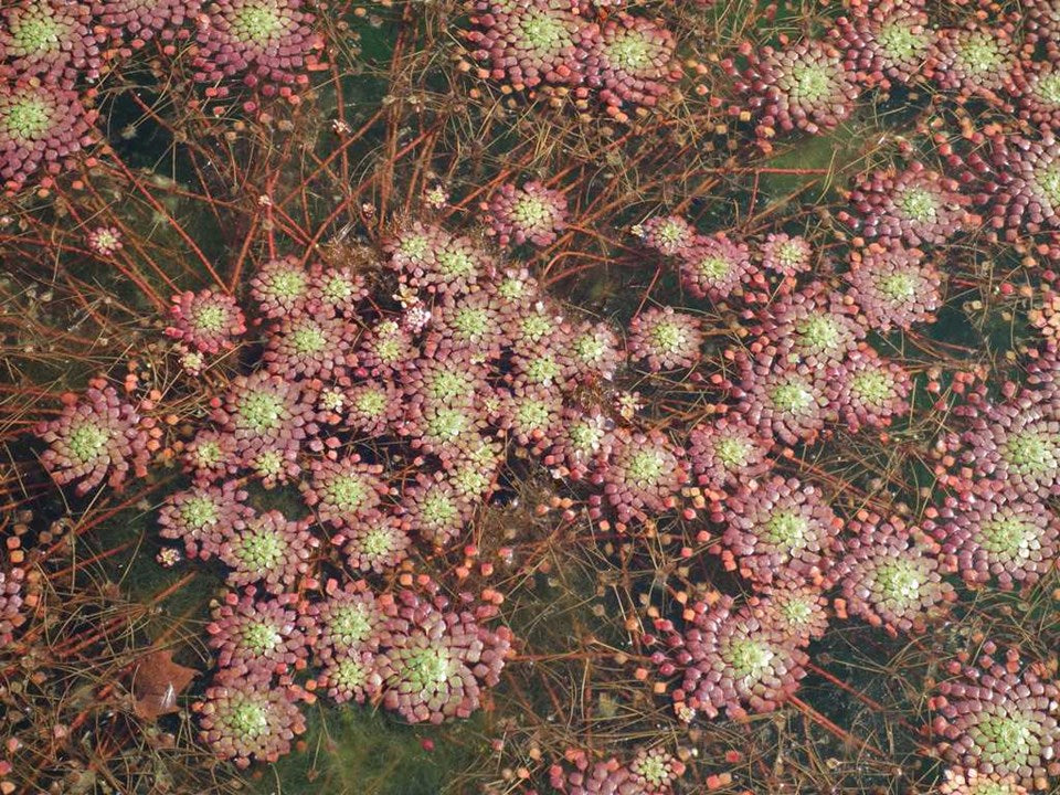 Ludwigia sedoides - Mosaic plant