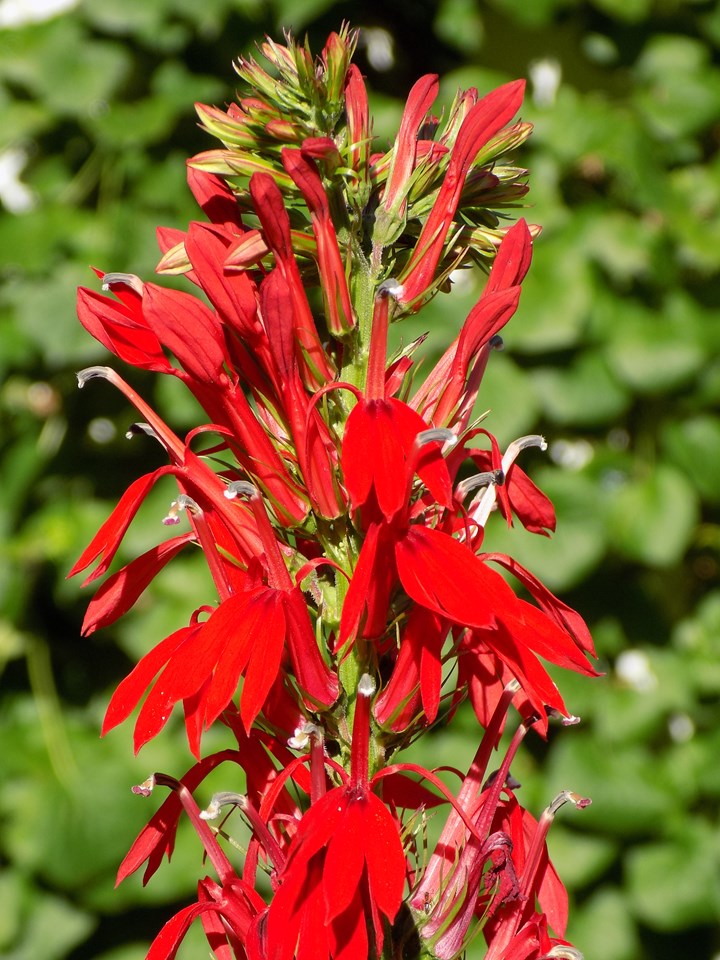 Lobelia Cardinalis - Red Cardinal Flower