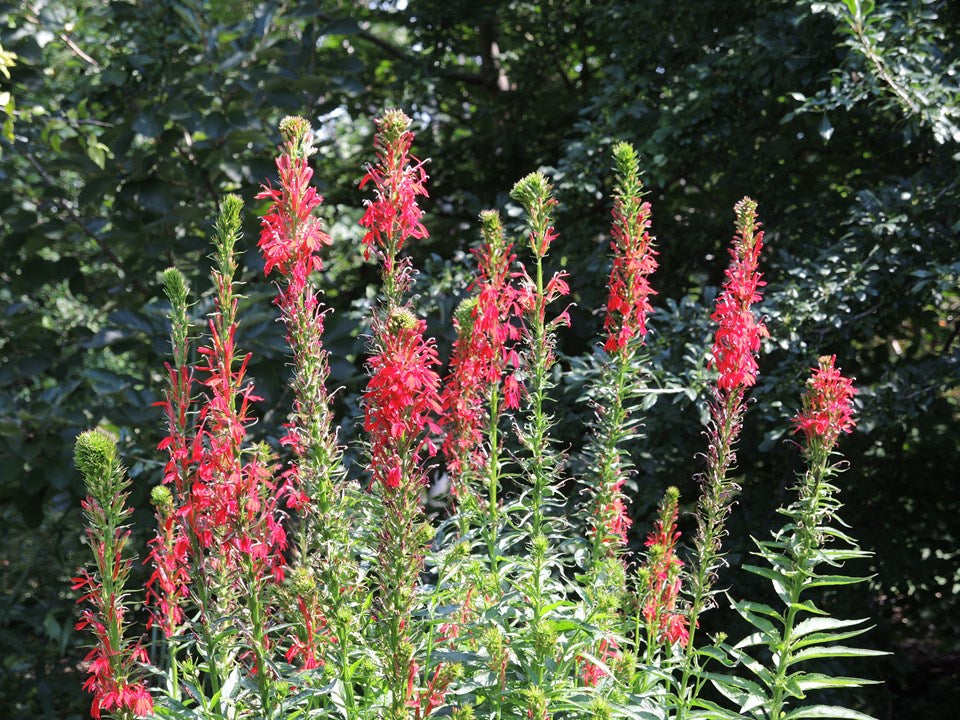 Lobelia Cardinalis - Red Cardinal Flower