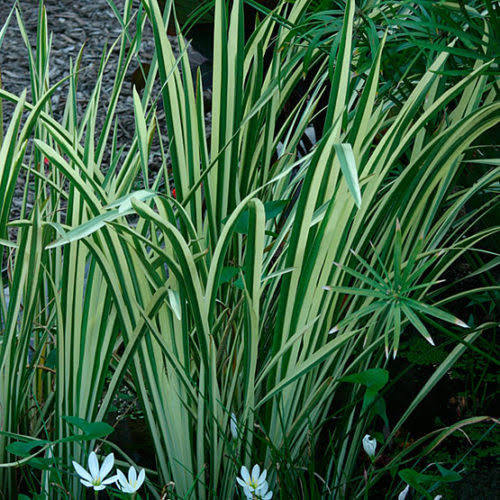 Acorus calamus 'Variegata' - Variegated Sweet Flag