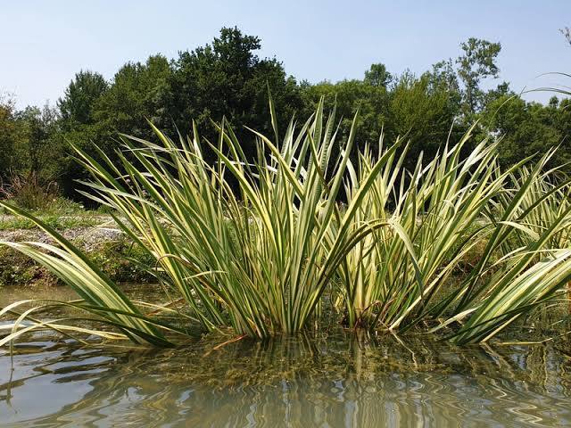 Acorus calamus 'Variegata' - Variegated Sweet Flag