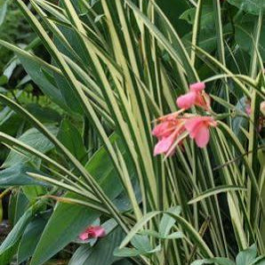 Acorus calamus 'Variegata' - Variegated Sweet Flag