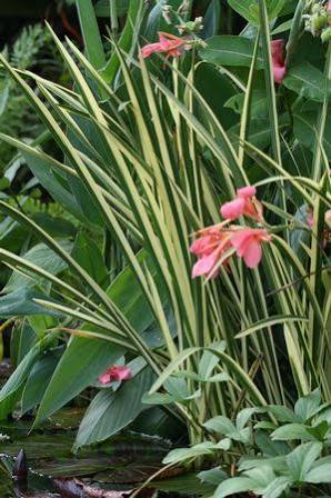 Acorus calamus 'Variegata' - Variegated Sweet Flag