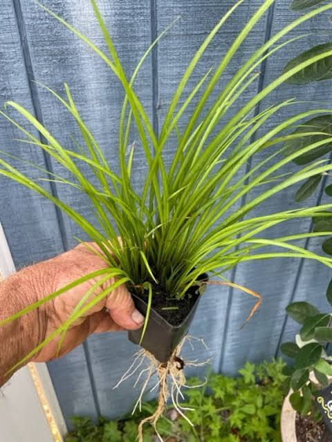 Acorus gramineus "Licorice" Green Japanese Flag
