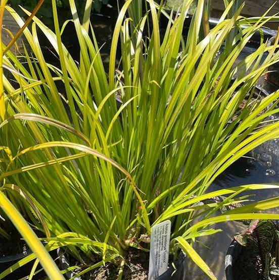 Acorus gramineus "Licorice" Green Japanese Flag