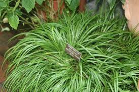Acorus gramineus "Licorice" Green Japanese Flag