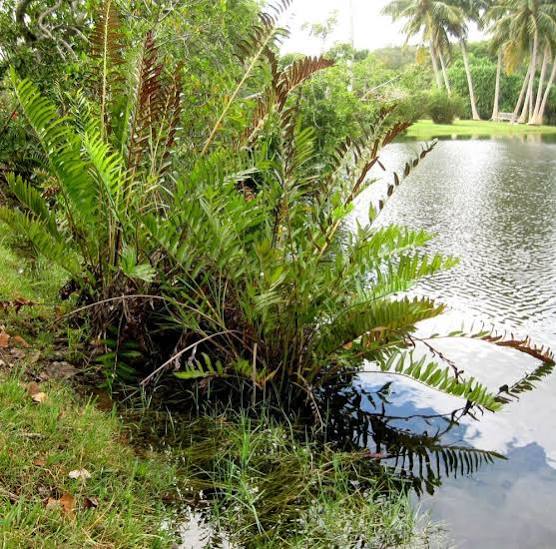 Acrostichum danaeifolium  - Florida Leather Fern