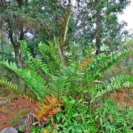 Acrostichum danaeifolium  - Florida Leather Fern