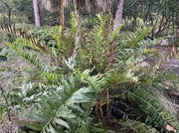Acrostichum danaeifolium  - Florida Leather Fern