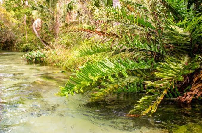 Acrostichum danaeifolium  - Florida Leather Fern