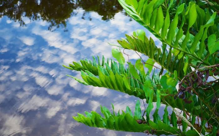 Acrostichum danaeifolium  - Florida Leather Fern