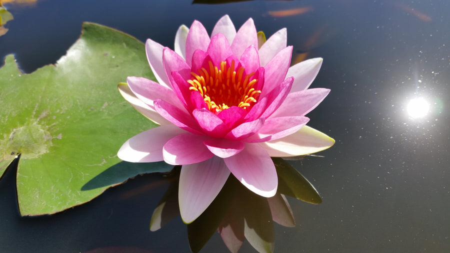 Stunning 'Attraction Red' Hardy Water Lily (Bare Root)