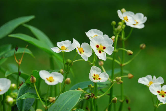 Sagittaria montevidensis - Aztec arrowhead