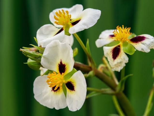 Sagittaria montevidensis - Aztec arrowhead