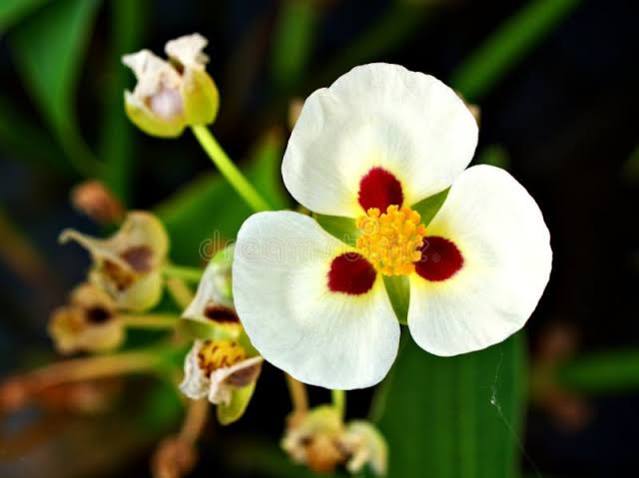 Sagittaria montevidensis - Aztec arrowhead