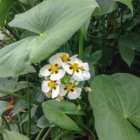Sagittaria montevidensis - Aztec arrowhead