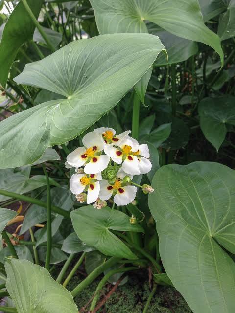 Sagittaria montevidensis - Aztec arrowhead