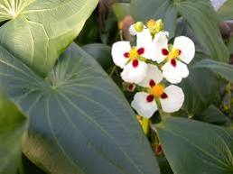 Sagittaria montevidensis - Aztec arrowhead
