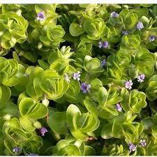 Bacopa lenagera - Variegated bacopa