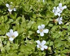 Bacopa monnieri - Water Hyssop Memory Herb