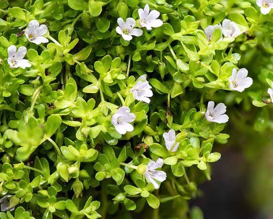 Bacopa monnieri - Water Hyssop Memory Herb