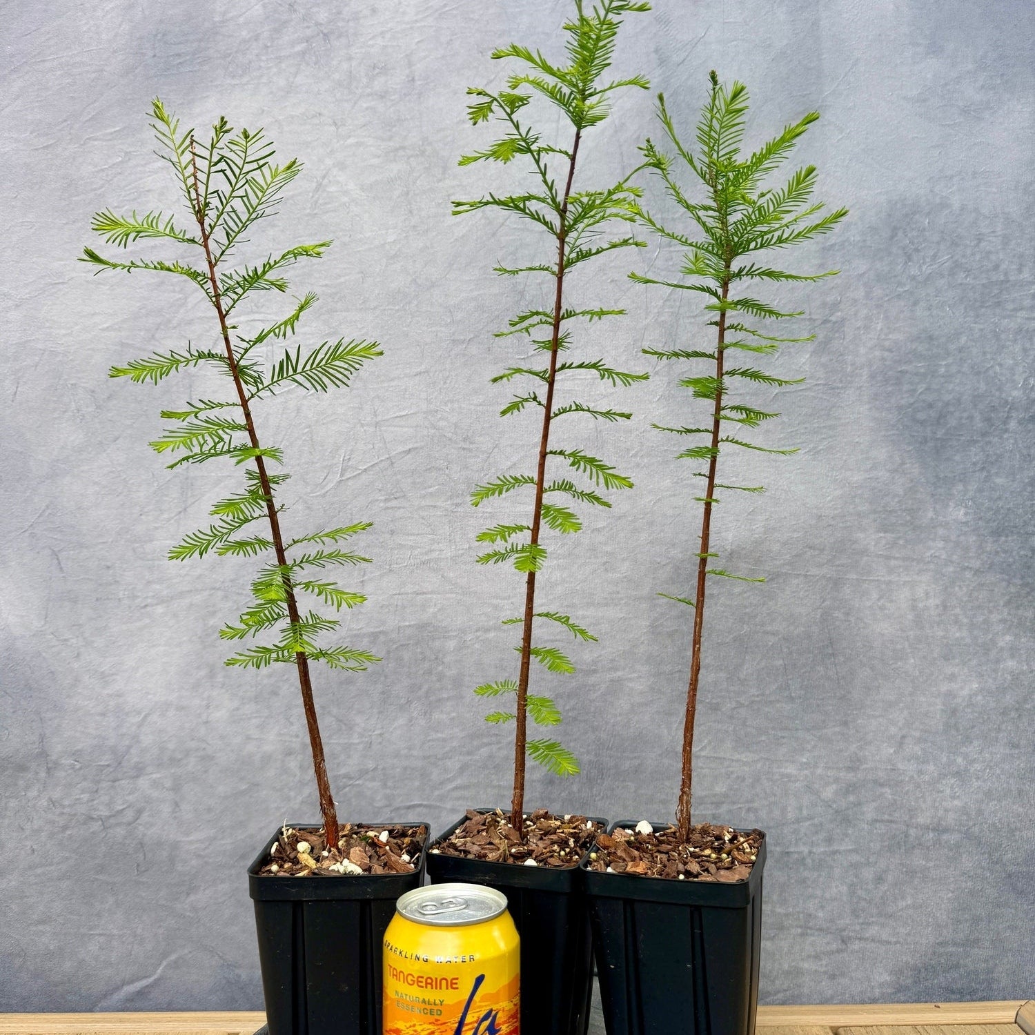 Taxodium distachium - Bald cypress
