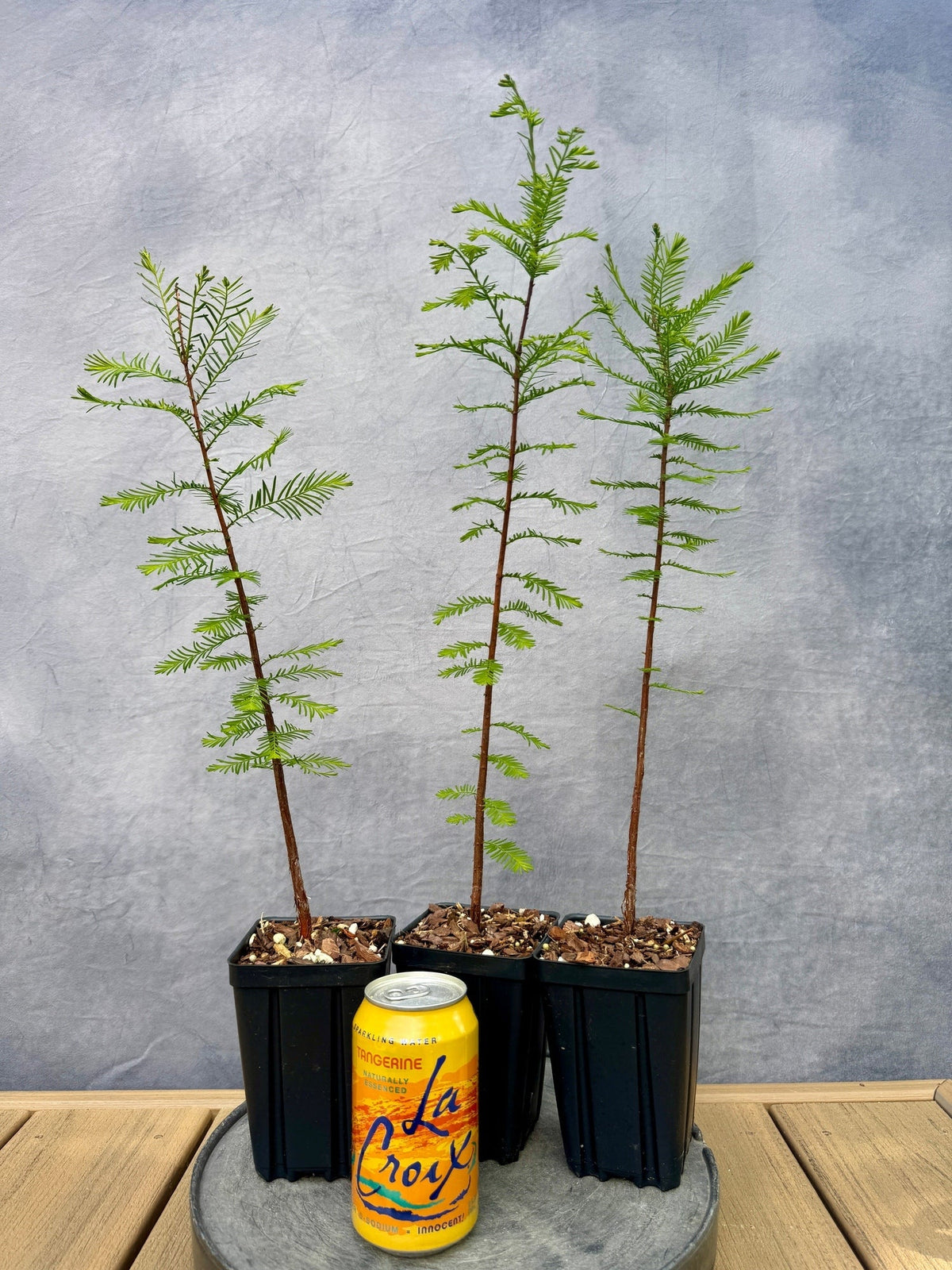 Taxodium distachium - Bald cypress
