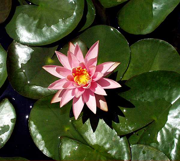Nymphaea 'Barbara Dobbins' Hardy Waterlily