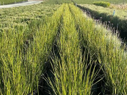 Baumea rubiginosa - ‘Variegata’ Variegated Striped Rush