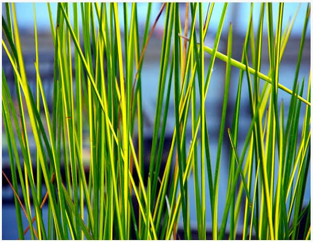Baumea rubiginosa - ‘Variegata’ Variegated Striped Rush