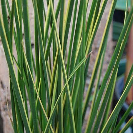 Baumea rubiginosa - ‘Variegata’ Variegated Striped Rush