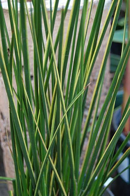 Baumea rubiginosa - ‘Variegata’ Variegated Striped Rush