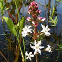 Menyanthes trifoliata – Bog Bean