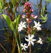Menyanthes trifoliata – Bog Bean