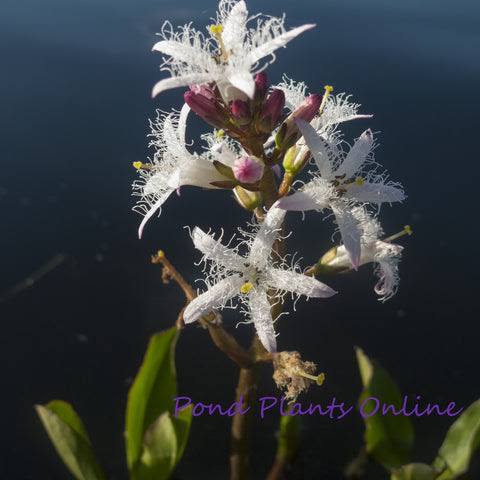 Menyanthes trifoliata – Bog Bean