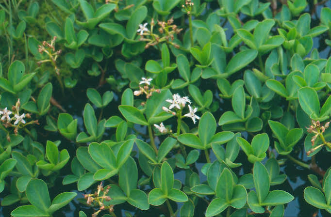 Menyanthes trifoliata – Bog Bean