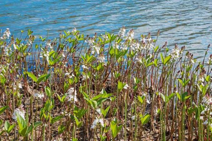 Menyanthes trifoliata – Bog Bean