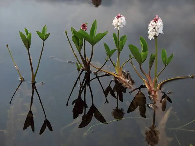 Menyanthes trifoliata – Bog Bean