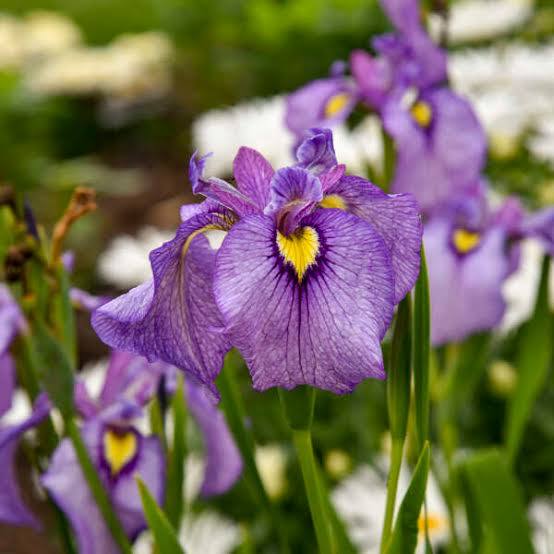 Iris pseudata ‘Benibutae’