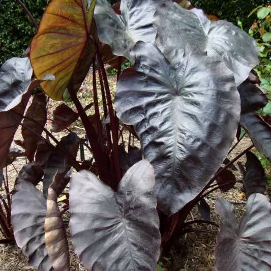 Colocasia ‘Black Coral’ Taro